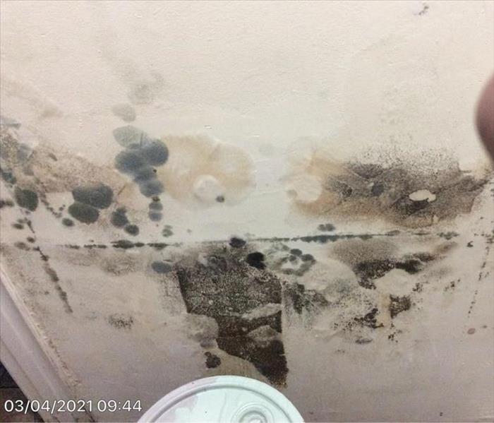 Mold Damage